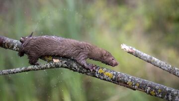 Detectan coronavirus en un animal silvestre en libertad