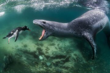 Una foca leopardo y un pingino juanito en la Antrtida se han llevado el mayor reconocimiento de estos premios de fotografa de naturaleza. 