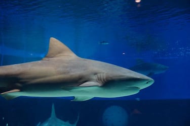 8 animales letales con los que mejor no meterse si se practica alg¨²n deporte en el agua