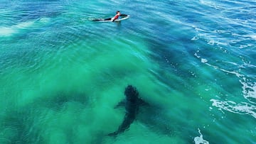 Un tibur&oacute;n blanco nada hacia el surfista Rio Waida durante el Corona Open J-Bay 2023, el domingo 16 de julio del 2023 en Jeffreys Bay, Sud&aacute;frica. 