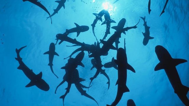 80 years ago today the USS Indianapolis was sunk in the Pacific. What followed was a nightmare from which only a third of the men emerged alive.