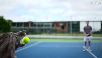 Enternecedor: los perros recogepelotas llegan al tenis