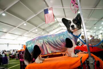 Jai Jai, un corgi, con un precioso conjunto.