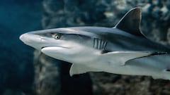 Beach alert: 5 California spots with the highest shark attack rates