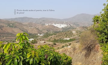 Almáchar al fondo y, casi saliendo del pueblo, la 'hilera de pinos' que flanquean la carretera hacia el puerto