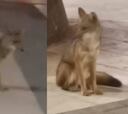 ¿Qué pasó con el zorro que fue visto en Ñuñoa y Las Condes? Esto se sabe al día de hoy
