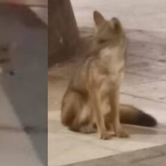 ¿Qué pasó con el zorro que fue visto en Ñuñoa y Las Condes? Esto se sabe al día de hoy