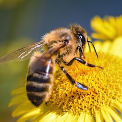 Descubren una propiedad desconocida de las abejas