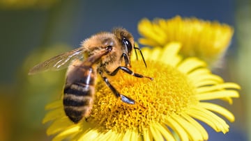 Descubren una propiedad desconocida de las abejas