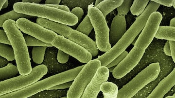 Bacteria que provoca la listeria.