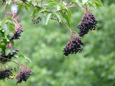 El té que tiene 22 veces más calcio que la leche de vaca y regula los niveles de azúcar en sangre