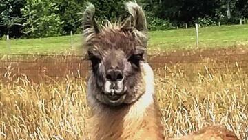 La llama Cormac y sus 'nanocuerpos', nueva esperanza contra la COVID