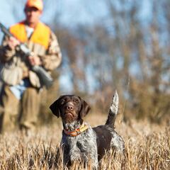 El PSOE se compromete a excluir el deporte de la Ley de Bienestar Animal