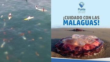 Surfistas nadando entre medusas en Punta Hermosa (Perú) y cartel de Punta Hermosa alertando del peligro de las malaguas.