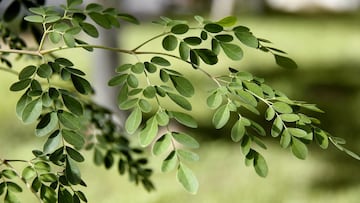 Hojas de moringa olefeira