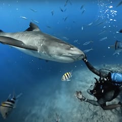 Deep Sea Guardians: los guardianes de los tiburones