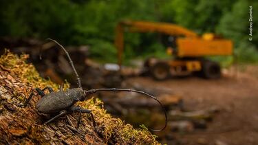  La imagen de Andrea Dominizi de un escarabajo longicorne frente a equipos de tala abandonados ganó la categoría de fotógrafos de '15-17 años'.