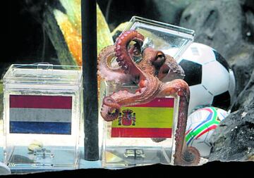 Nunca un pulpo adquirió tanta relevancia en el mundo del fútbol. Sus vaticinios sobre el resultado de un partido de fútbol en un Mundial eran seguidos en todo el mundo y dados como definitivos. Es cierto que en el caso del Mundial de 2010 acertó muchos resultados, entre ellos la victoria final de España ante Países Bajos. A pesar del anticipo del pulpo hizo falta una prórroga y unas paradas de infarto de Iker Casillas, cuando Paul ya había avisado que ganaría La Roja. No deja de ser curioso que un cefalópodo supiera que Puyol iba a marcar un gol de cabeza a Alemania.