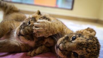 Parque Ecológico Zacango: estas son las tres crías de león que acaban de nacer 