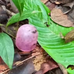 Niños desaparecidos en la selva: rastros, nuevos indicios y últimas noticias