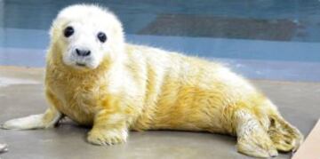 El zoo de Smithsonian de Washington, @NationalZoo, quiso mostrar ayer a la cría de foca que acaba de nacer con esta imagen y este mensaje: "Damos la bienvenida a esta cría de foca del 21 de enero. El cachorro parece que se está amamantando, moviendo y relacionando bien con su madre".