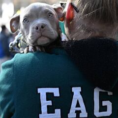 Puppy Bowl 2023: Do all the puppies get adopted?