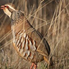 “Amo la naturaleza porque soy un cazador”