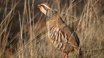 ¡°Amo la naturaleza porque soy un cazador¡±