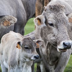 Ofrecen 2.000 euros por ser ‘tiktoker’ de vacas