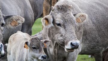 Ofrecen 2.000 euros por ser ‘tiktoker’ de vacas