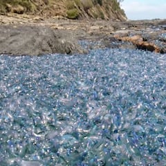 Una invasión de 'carabela portuguesa' obliga a cerrar decenas de playas en Australia