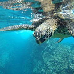 Mueren tres personas tras comer carne de tortuga