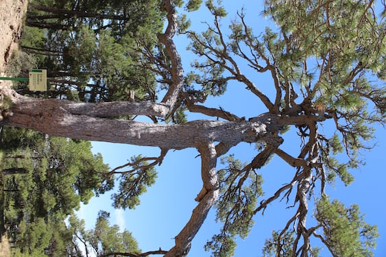 Este majestuoso pino negro destaca por su porte y su ubicación en lo alto de la sierra, donde se alzan tres cruces que le dan nombre. Es un referente natural y espiritual en la zona, muy visitado por senderistas y amantes de la naturaleza.
