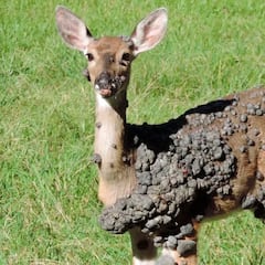 Strange Lumps on Deer Bodies Alarm Locals—Experts Explain What’s Happening
