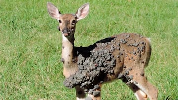 Avistamientos de ciervos con bultos extraños en territorio estadounidense, están dando de qué hablar. Los científicos explican.