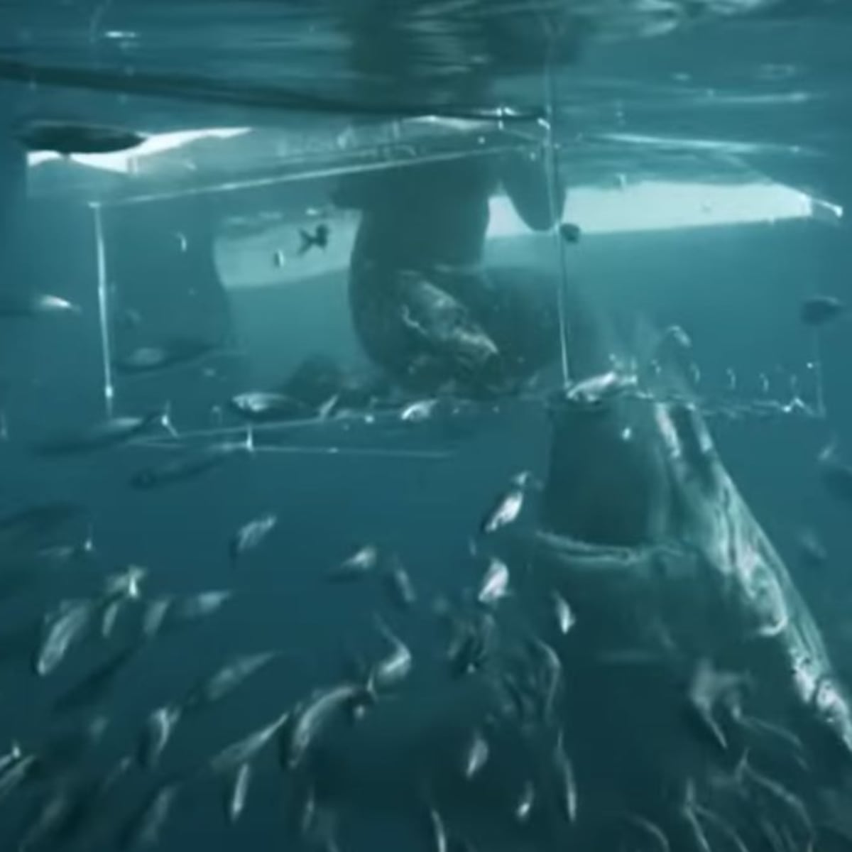 Un tiburón blanco destroza la caja de observación de un buceador - AS.com