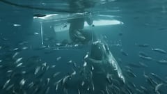 Un tibur&oacute;n blanco abre la boca entre peces para morder la caja del buceador y experto en tiburones Jimi Partington, en julio del 2021, en Nueva Zelanda, durante el rodaje de un documental de Shark Week. 
