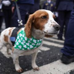 El curso que deben realizar las personas que quieran tener un perro