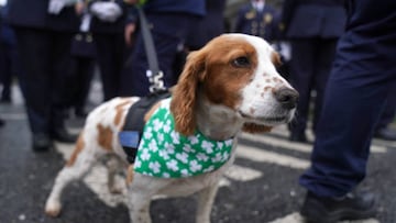 Detector dog Gus from Dublin airport takes part in the St Patrick's Day Parade in Dublin. Picture date: Friday March 17, 2023. (Photo by Brian Lawless/PA Images via Getty Images)