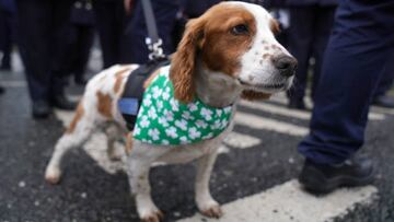 Detector dog Gus from Dublin airport takes part in the St Patrick's Day Parade in Dublin. Picture date: Friday March 17, 2023. (Photo by Brian Lawless/PA Images via Getty Images)