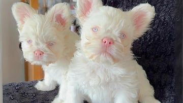 Una nueva raza mutante de perros se pone a la moda en Colombia: los animales pueden conllevar grandes riesgos