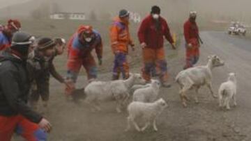 <b>PREOCUPADOS. </b>Pastores islandeses tuvieron que poner a sus ovejas a cubierto de la nube de cenizas.