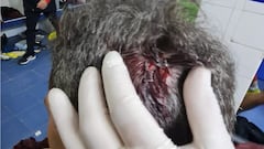 Hinchas de Alianza agreden a Vilca y el PF de Universitario