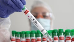 Why is extreme heat making it more difficult to control bird flu in Colorado?