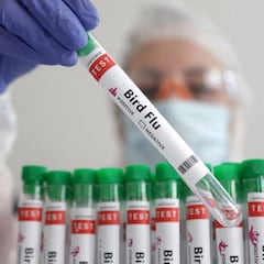 Why is extreme heat making it more difficult to control bird flu in Colorado?