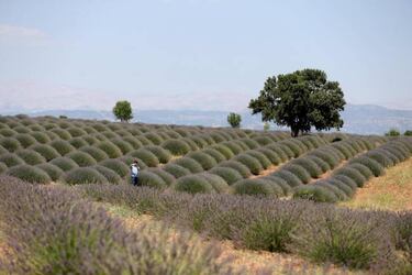 La lavanda es un potente calmante tras hacer deporte