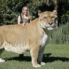 ¿Qué es un ligre? Así es la mezcla entre un león y una tigresa