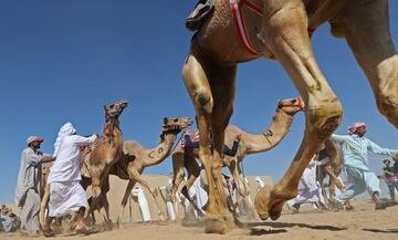 Carrera de camellos durante el Festival Sheikh Sultan Bin Zayed al-Nahyan, en el hipódromo de Shweihan en al-Ain en las afueras de Abu Dhabi.