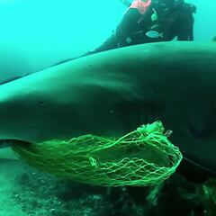 Unos buceadores ayudan a un tiburón tigre de arena que tenía una red de pesca en la boca