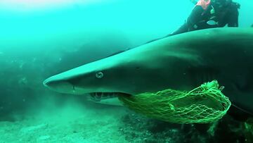 Un tiburón tigre de arena con una red de pesca en la boca. En Byron Bay (Australia). Con un buceador de fondo.